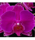 Phal. OX Formosa Beauty 'Picotee'  (OX Rose x Plum Rose)