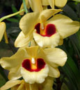Den. Gatton Sunray 'Excelsior' FCC/ RHS (pulchellum x illustre)