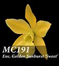 Eny. Golden Sunburst 'Sweet' = (Encyclia ruffa x Ctt. Gold Digger)