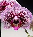 Phal. OX Happy Queen 'OX1621' AM/AOS ( x )