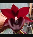 Monn. Jumbo Delight 'Black Onyx'  (Cycnodes Wine Delight x Ctsm. Orchiglade)