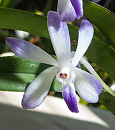 Neof. Lou Sneary 'Bluebird'  (Neof falcata x Rhy. coelestis var coerulea)
