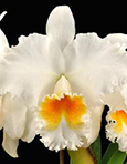 Blc. Taida Eagle Eye 'White Angel' FCC/AOS (Blc. Meditation x C Madeleine Knowlton)