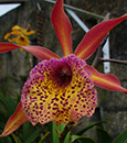 Smbc. Frances Fox 'Sun Spots'  (Bc. Polka Dot ' Mardi Gras' AM/AOS x Schom. tibicinis)