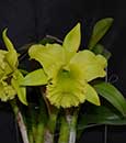 Blc. Fringe Benefits 'Green Angel' (Ports of Paradise 'Emerald Isle' FCC/AOS x digbyana ' Mrs. Chase' AM/AOS)