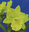 Blc. Sung Ya Green 'King Dragon' (Blc. Ports of paradise 'Emerald' FCC/AOS x Meadow Morn)
