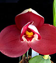 Lyc. Chita Impulse 'Red Splendor'