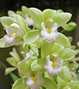 Cymbidium Sarah Jean 'Sakura' (pumilum x Sleeping Beauty)
