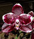 Phal. Tzeng-Wen Celle 'Harlquin Kiss'  (Golden Peoker ' Nan Chou' AM/AOS x gigantea)