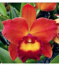Rth. Chief Sweet Orange 'Sweet Ornage' AM/AOS (Tutankamen ' Ya Yuan' AM/AOS x Chyong Guu Chaffinch ' Ta-Hsin' AM/AOS)