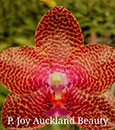 Phal. Joy Auckland Beauty 'Lover'  (Black Beauty x Paifang's Auckland) 