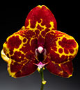 Phal. Orchid Affair  (GW Green World ' Yaphon ' AM/AOS x Sir Elton John 'Pink Python') 