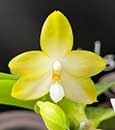 Phal. Tang's Penang Jade 'Montclair' (Buena Jewel 4N x Princess Kaiulani 4N)