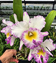 Blc. Mahina Yahiro 'FANGtastic Splash'  