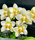 Phal. Yaphon Gelacea 'Sunshine'  (Yaphon Gelbitz x Chang Maw Jade)