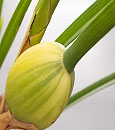 Max. tenuifolia 'Watermelon Marginata'