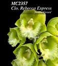 Clo. Rebecca Express 'Jumbo Green'  (Clowesia Rebecca Northern x Ctsm. expansum) 