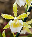 Onc. Irish Mist 'Winter Green' (Onc. multistellare x Onc. multistellare)
