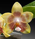Phal. Chienlung Sweetheart 'Pince'  