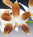 Phal. tetraspis fma. brunneola 'Jamie Fang'  