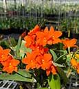 Pot. Young-Min Gold 'Golden Water' Patent Pending