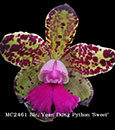 Blc. Yuan Dung Python 'Sweet'  (Green Emerald x Waianae Leopard) 