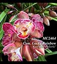 Cymbidium Lucky Rainbow 'Kawano Peloric' (Newmate x Valley Flower)