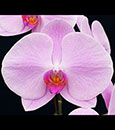 Phal. Unimax Blush 'CL243' FCC/AOS (Sogo Yukidian x Nobby's Pink Lady) 