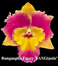Blc. Rungnapha Fancy 'FANGtastic'  (Yen Twentyfour Carat x Mari's Song)