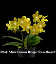 Phal. Mini Lemon Drops 'Sweetheart'  (I-Hsin Venus x tetraspis fma. alba) 