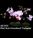 Phal. Ken's Sweetheart 'Variegata'  (Little Gem Stripes x King Car Pink Rose) 