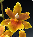 Osp. Brazillian Sun 'Rio'  (Oncidopsis Pacific Water ` x Oncostele Sunup)