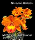 Rlc. Golf Orange 'Sunkist' (Apricot Flare x Mem. Ong Wen-Ho)