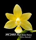 Phal. Stone Dance 'Yellow Butterfly' (Su-An Cricket ' Yellow ' x equestris var alba 4N)stris var alba 4N