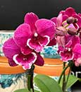 Phal. Tying Shin Black Bear 'Ruby'  (Jiuhbao Fairy x Yu Pin Fireworks)