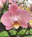 Phal. Desert Opal 'Summer Vacation' (Cadiz Rock x Goldiana)