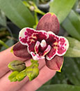 Phal. Sodoma Sunset 'Peloric'  ( x )