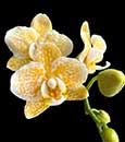 Phal. Yaphon Golden Leopard 'AN6609'  