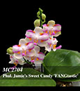 Phal. Jamie's Sweet Candy 'FANGtastic'  (Tarina ' Peloric' x violacea var alba ' Norman' ) 