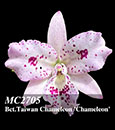 Bct. Taiwan Chameleon 'Chameleon'  (Mickey's Freckles x Bc. Maikai)
