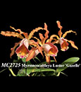 Myrmecocattleya . Luster 'Gazelle'  (Cattleya forbesii x Myrmecophila thomsoniana)