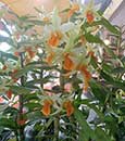 Dendrobium Jiaho Delight 'Orange Candy'  (Hsinying Frostymaree  ' Orange' SM/TOGA x tobaense var. giganteum)