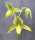 Paph. Green Horizon 'Account #1' SM/TPS (Makuli x phillippinense)