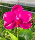 Phal. YangYang Red Grape 'Ember' (Haur Jih Fancy x Jong's Coral Wood 'Prince')