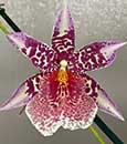 Bifla. Big Shot 'Pink Leopard'  (Alcra Tahoma Glacier x Mps. Maui Titan)