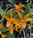 Den. Sheng Yi Bumblebee 'Sunkiss' HCC/AOS  (Stardust ' Firebird ' x unicum)