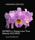 Lc. Puppy Love 'True Beauty' HCC/AOS (C. Dubiosa x L. anceps) 
