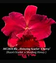 Rlc. Hsinying Scarlet 'Cherry'  (Pot. Kozo's Scarlet 'Vi- Emi' SM/JOGA x Shinfong Honey)
