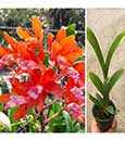 Taiwan Firecracker 'Popcorn' (Shinfong Little Sun x Laelia lueddemannii)