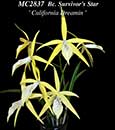Bc. Survivor's Star 'California Dreamin'  (Richard Mueller x B. cucullata)
